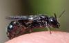 Chelostoma sp.